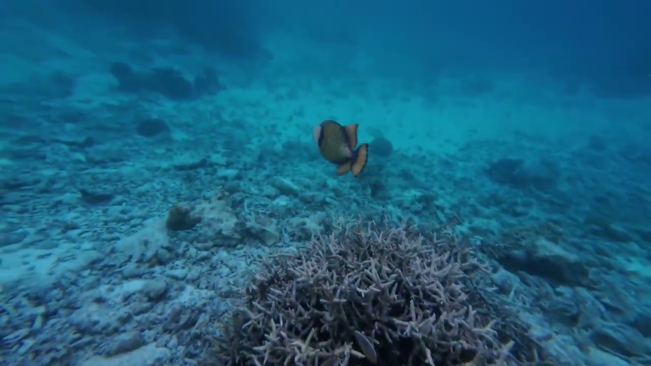 Buceo general - 15/1/26 - Maldivas - Oblu Select Sangeli