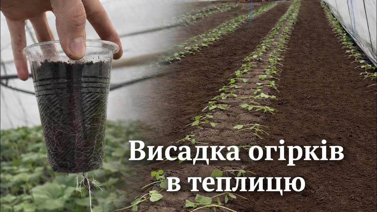 Висаджування огірків в теплицю 26.02.2026 
