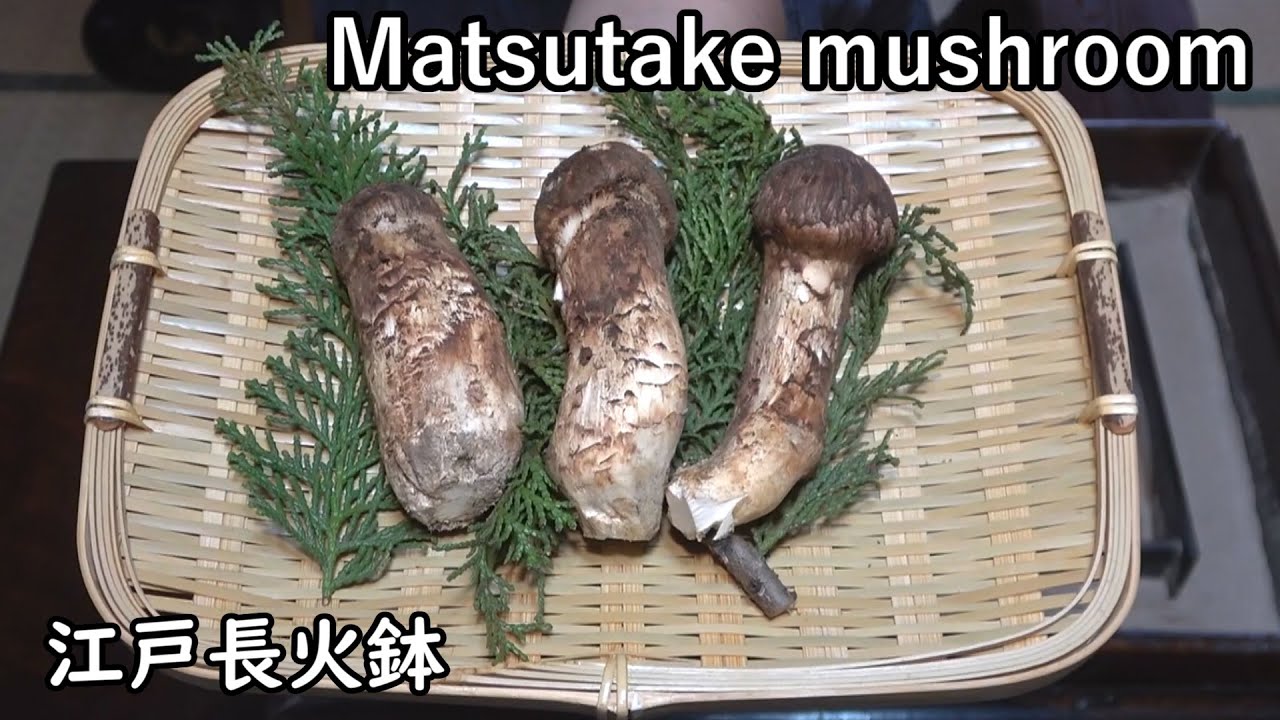 まつたけ-Matsutake mushroom-【Japanese food 江戸長火鉢】