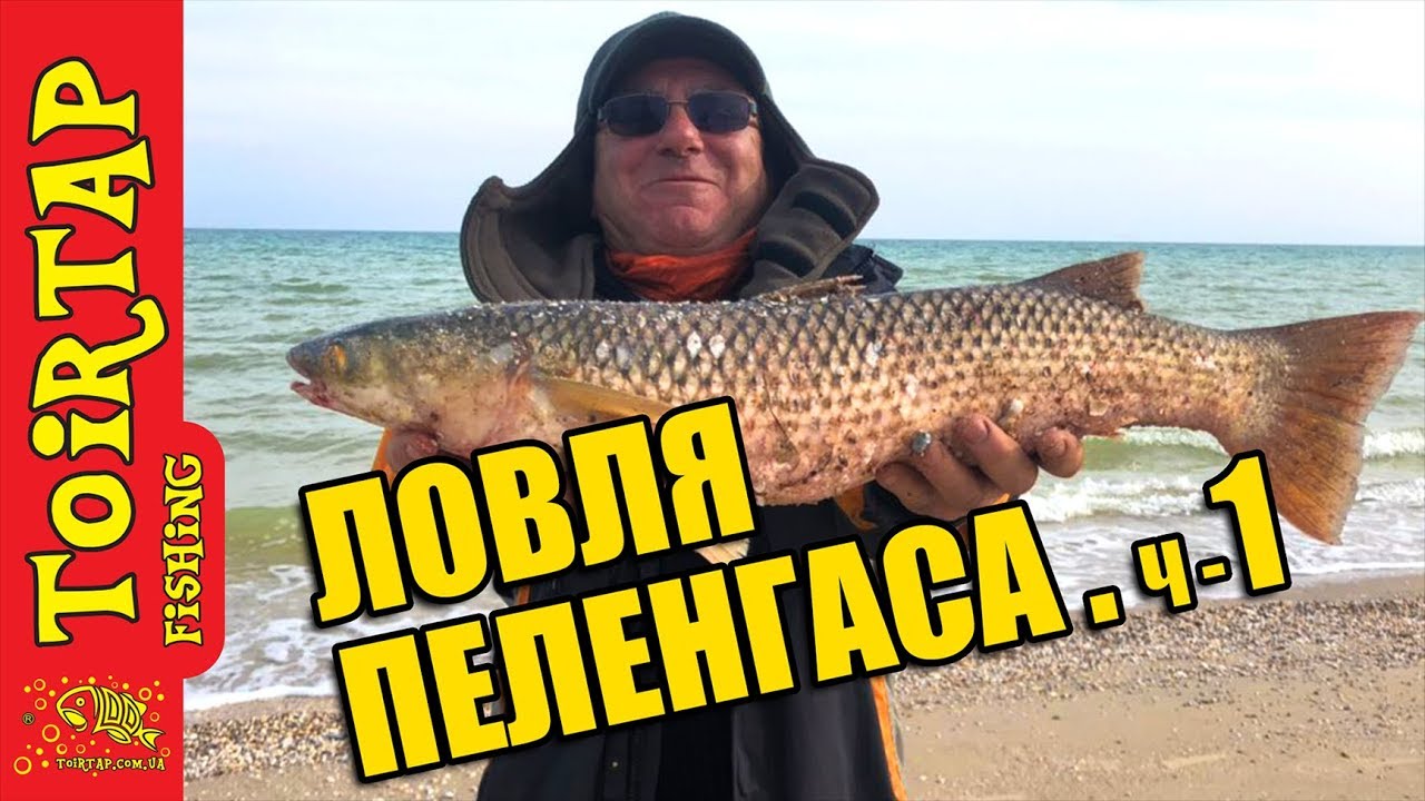 Ловля пеленгаса с берега на море .Секреты ловли пеленгаса