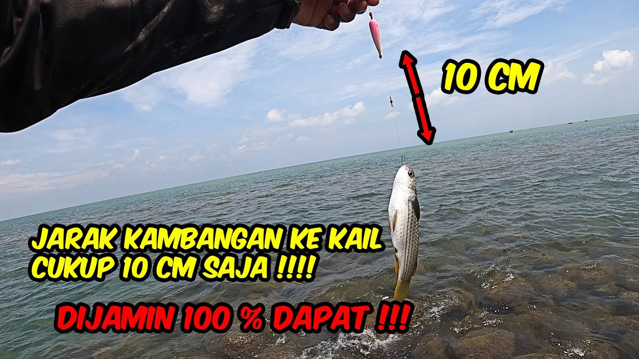 Cara Mancing Belanak Ekor Kuning Yang Kelihatan !!!