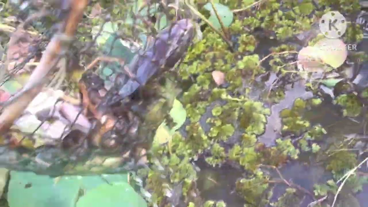 Fishing traps, Fishing video 