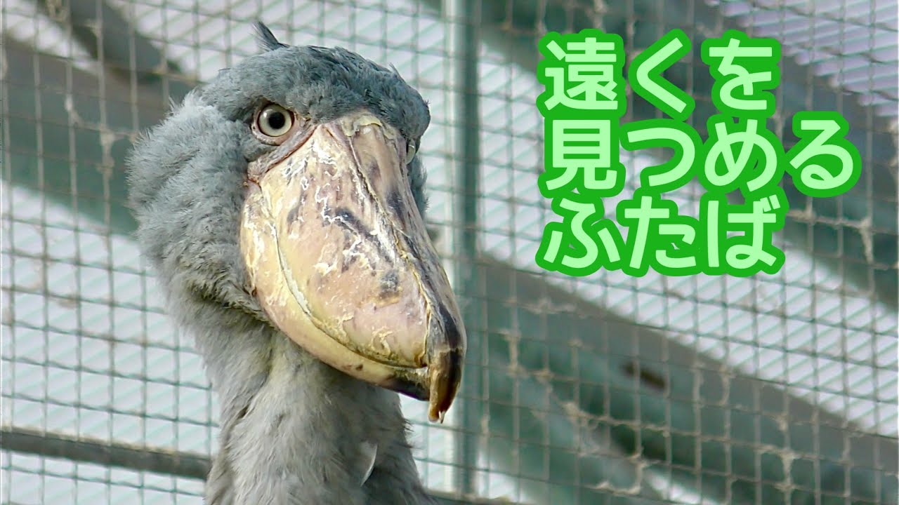 ハシビロコウ　ふたばちゃん　屋根の上から遠くを見ています【掛川花鳥園】Shoebill Futaba-chan Kakegawa Garden 