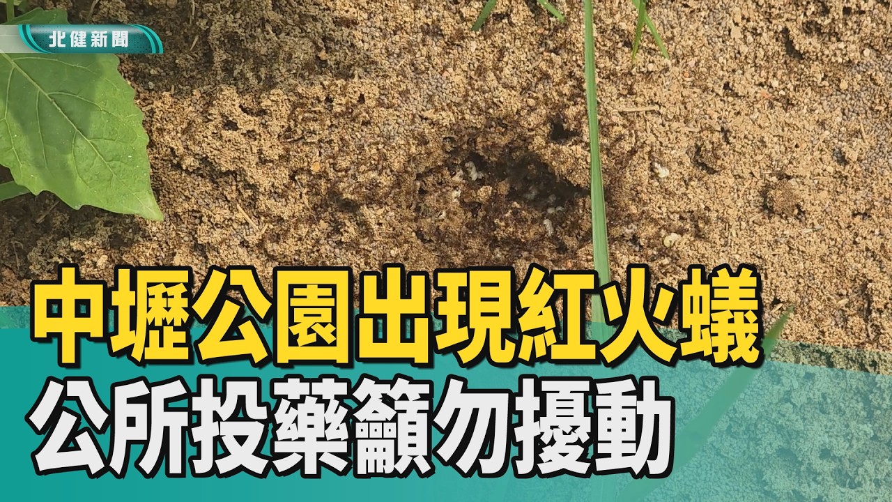 蟻丘 防治|中壢運動公園出現紅火蟻 公所投藥籲勿擾動