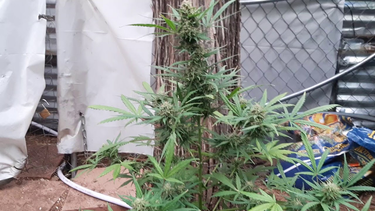 🍊Wk 10: Fast Buds' Grapefruit Autoflower harvest! Fat buds fast!! Organic & outdoor buds