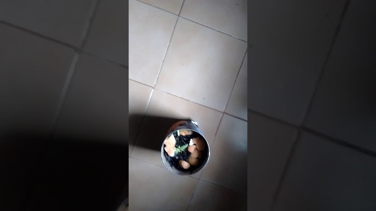 Planta de marihuana en 15 Días