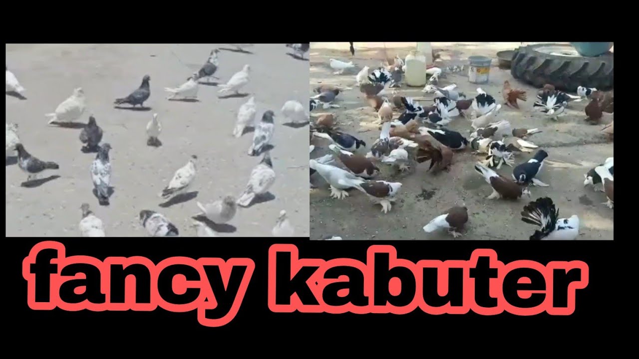 kabuter lover 👏🤪