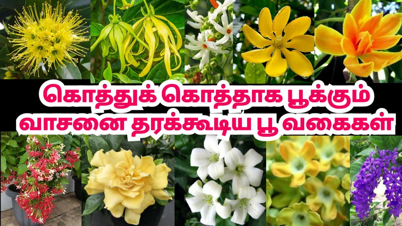 கலர் கலரான கொத்து கொத்தாக வாசனை தரும் பூக்கும் பூச்செடிக்கள் பாகம் - 2
