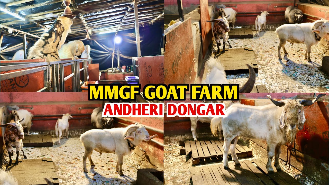 Andheri Dongar Main Palai Setup Main City Mumbai At MMGF Goat Farm