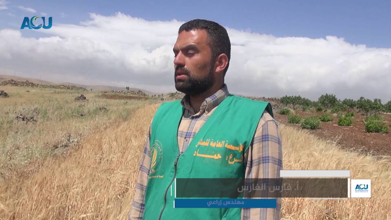 تعرف على حملة مكافحة الجراد والسونة في حقول القمح السورية