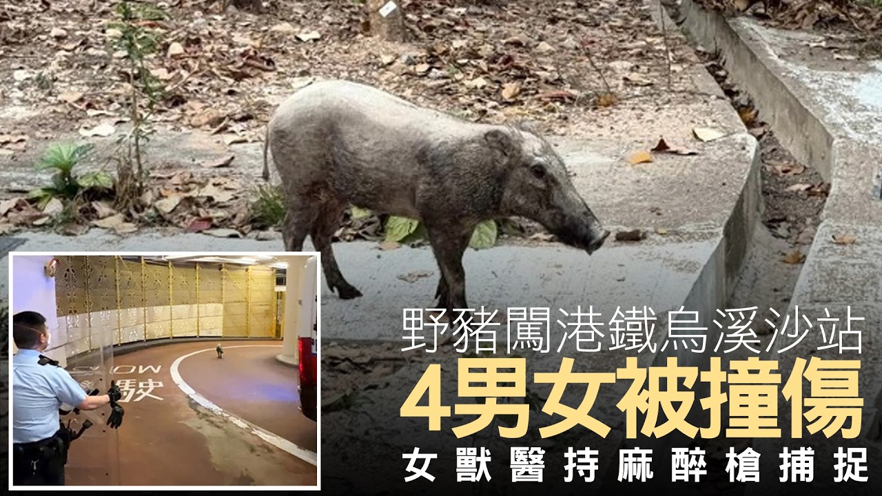 【on.cc東網】野豬闖港鐵烏溪沙站　4男女被撞傷　女獸醫持麻醉槍捕捉| 「東呼」的士防偽鈔竟「只收唔找」　餐湯奉客餐包湯梳打餅挨轟