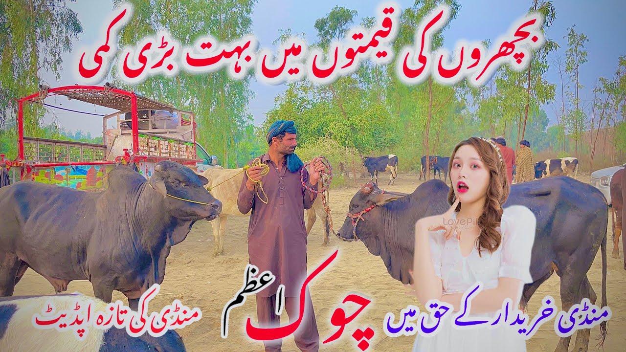 Chowk Azam Cow Mandi Fresh Latest Update Sahiwal Bchra | Cow Mandi  2024 | Chowkazam Mandi