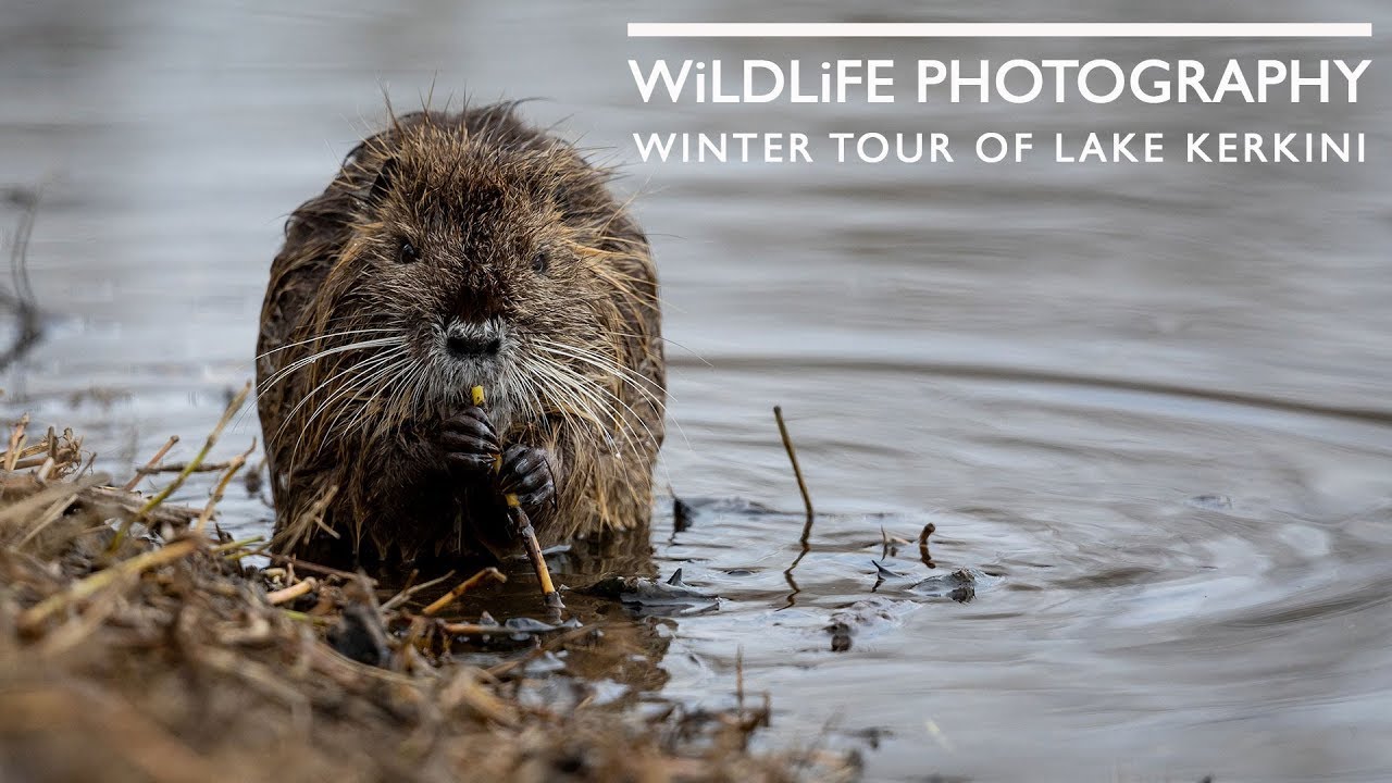 A winter driving tour around Lake Kerkini photographing a family of Coypu and some wild swans