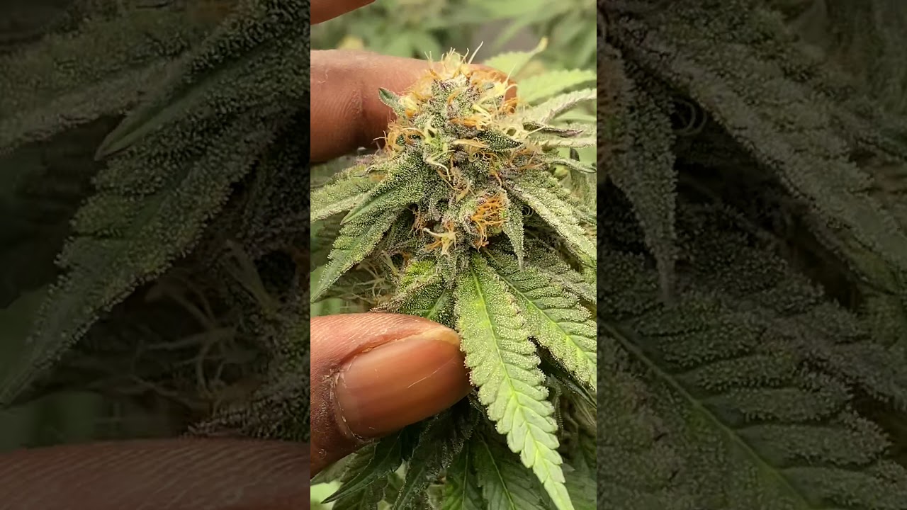 Roi e 720 - hybrid x680pro model e - grow series week 5