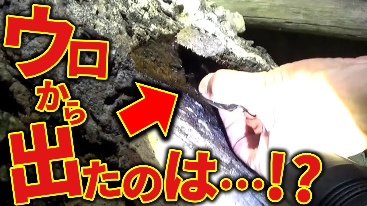 大木のウロからカブクワを引き出す！-2025年樹液採集-