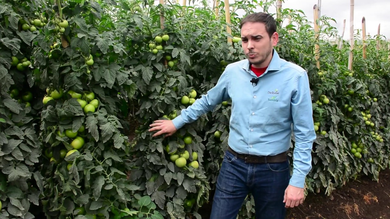 Tomate Híbrido Coronel -  Pascual Ibiza / Breeder Lead Brazil