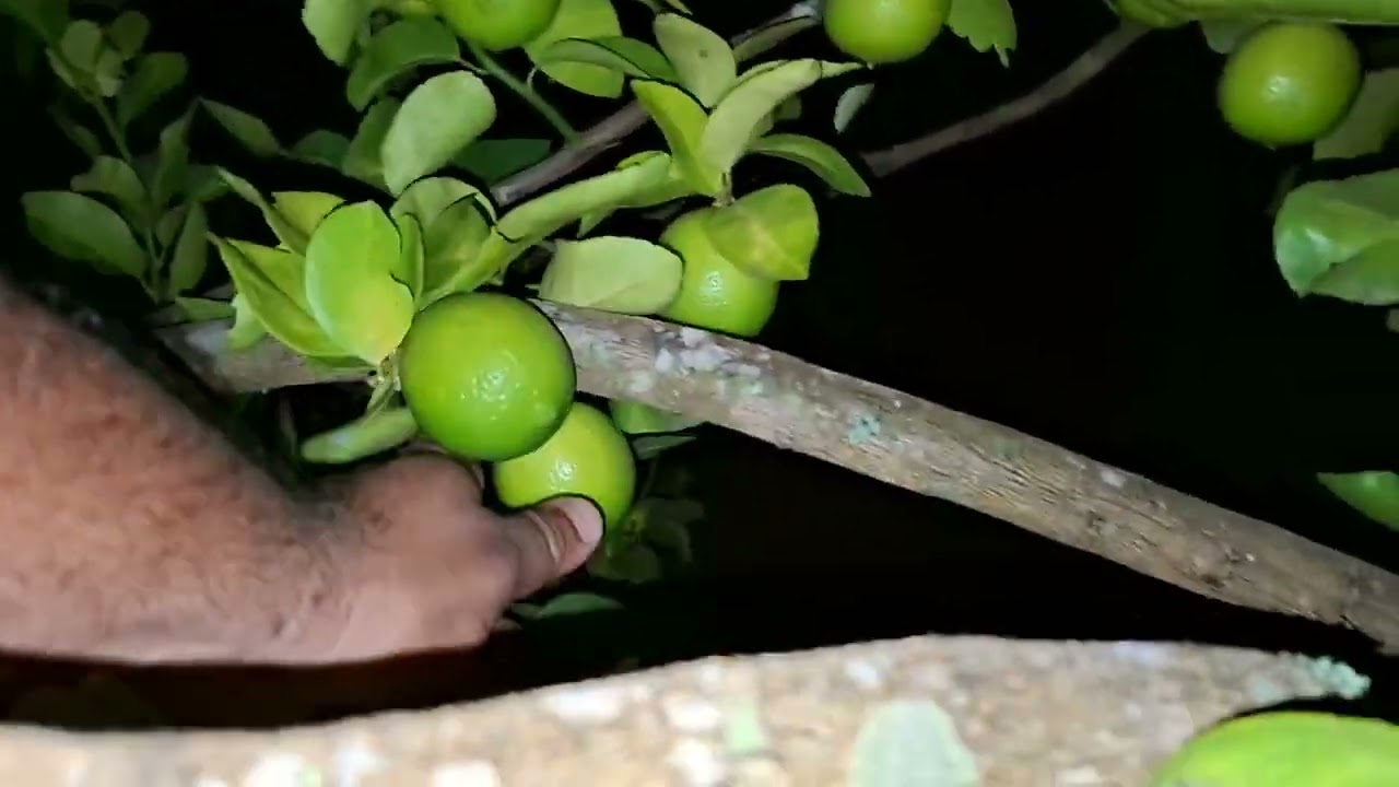 Passeio pelo Pomar a Noite - Vem comigo 