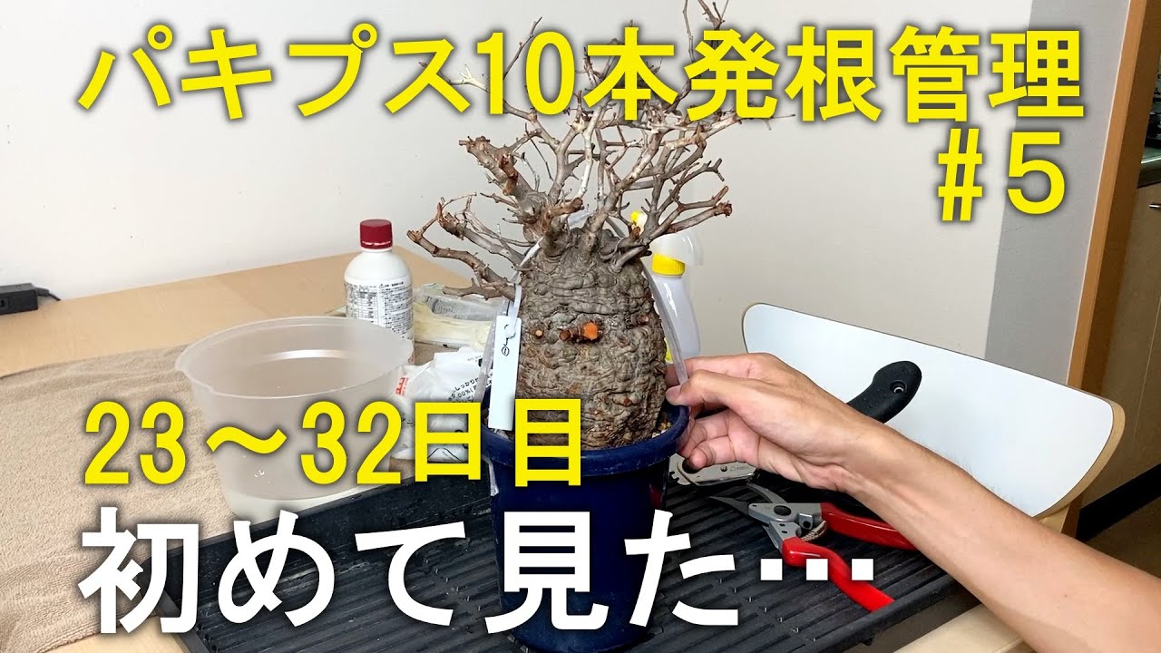 【23～32日目】パキプス10本を素人が発根管理したら！？⑤｜塊根植物