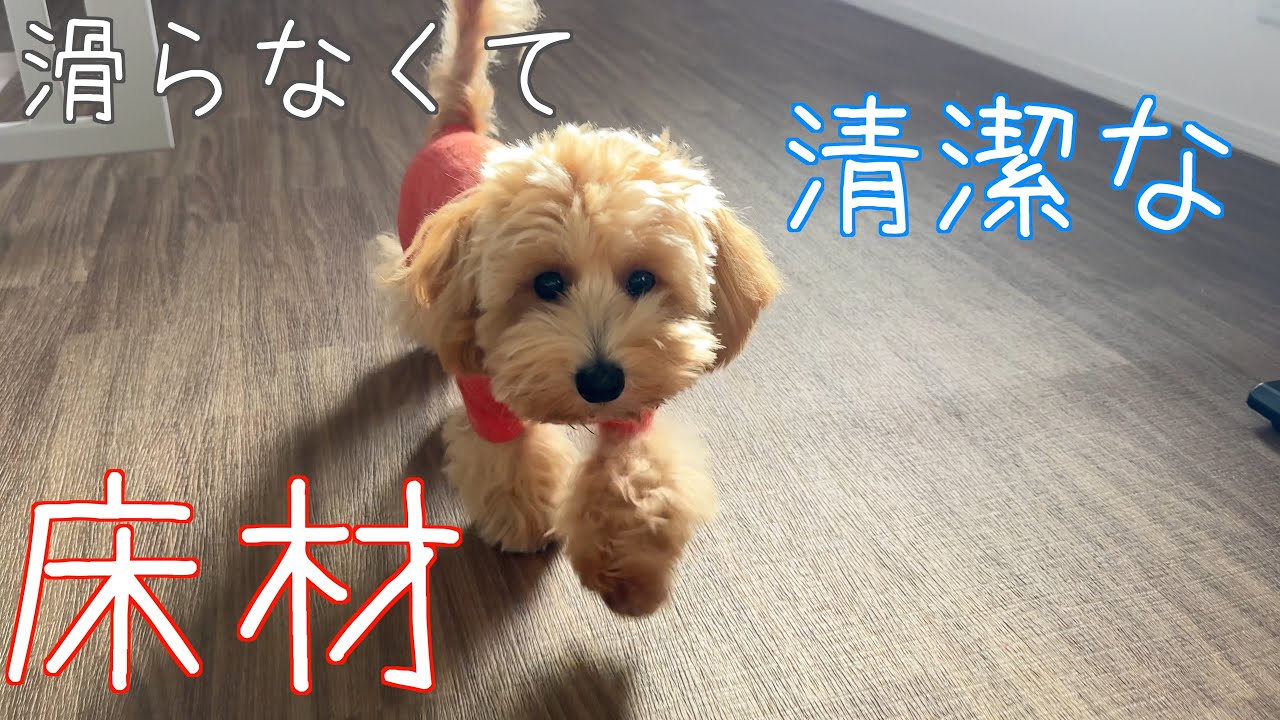 【マルプー】初めからこの床材にしておけば良かった…【ノンスキッド】【DIY】
