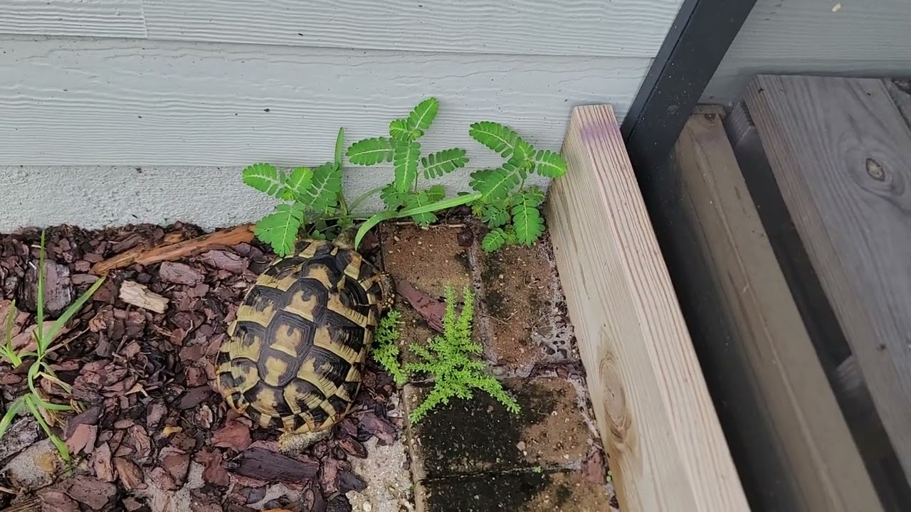 Tortoises 🐢 🐢 🐢 🐢 4T081425039