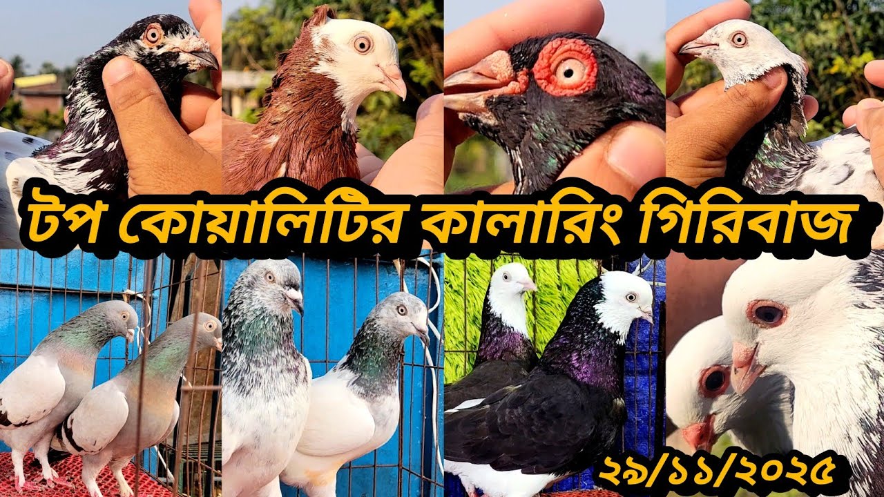 সবচেয়ে কম দামে কিনুন অরজিনাল টুর্নামেন্টের কবুতর,গিরিবাজ রেসিং,আনকমন সব কালারিং কবুতর🇧🇩