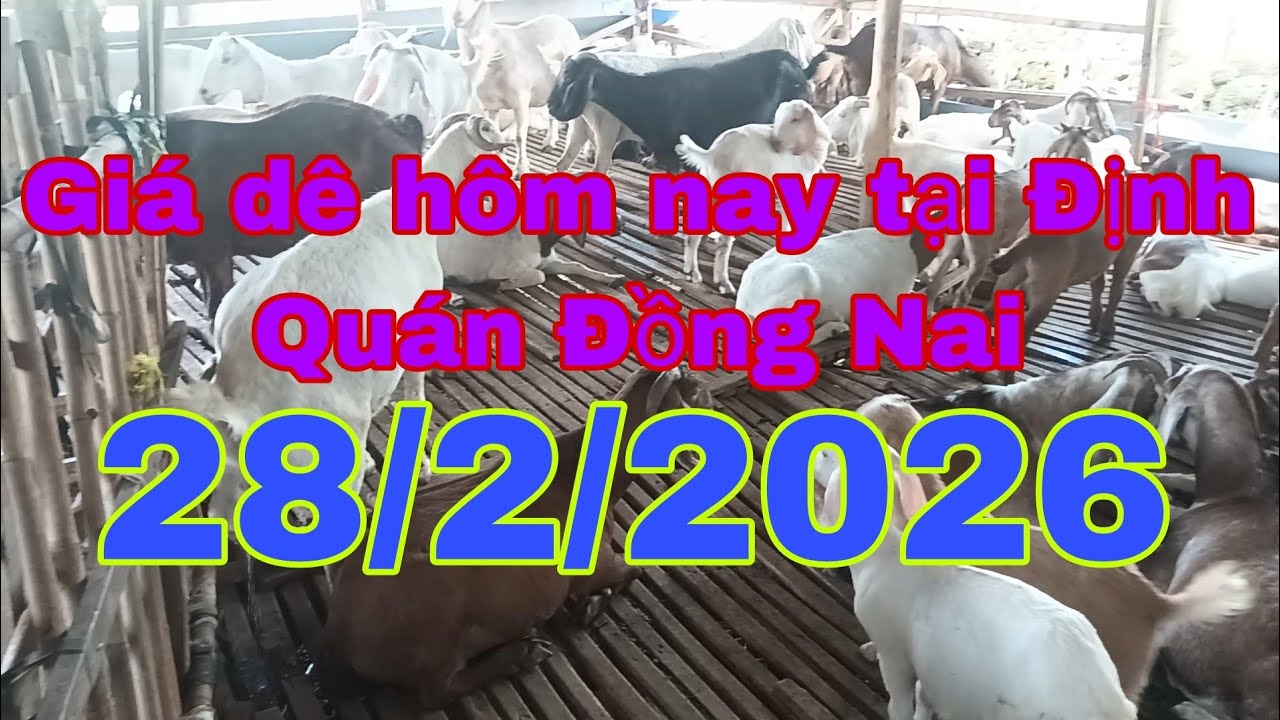 Giá dê hôm nay tại Định Quán Đồng Nai  28/2/2026 - Ù sáng nuôi dê