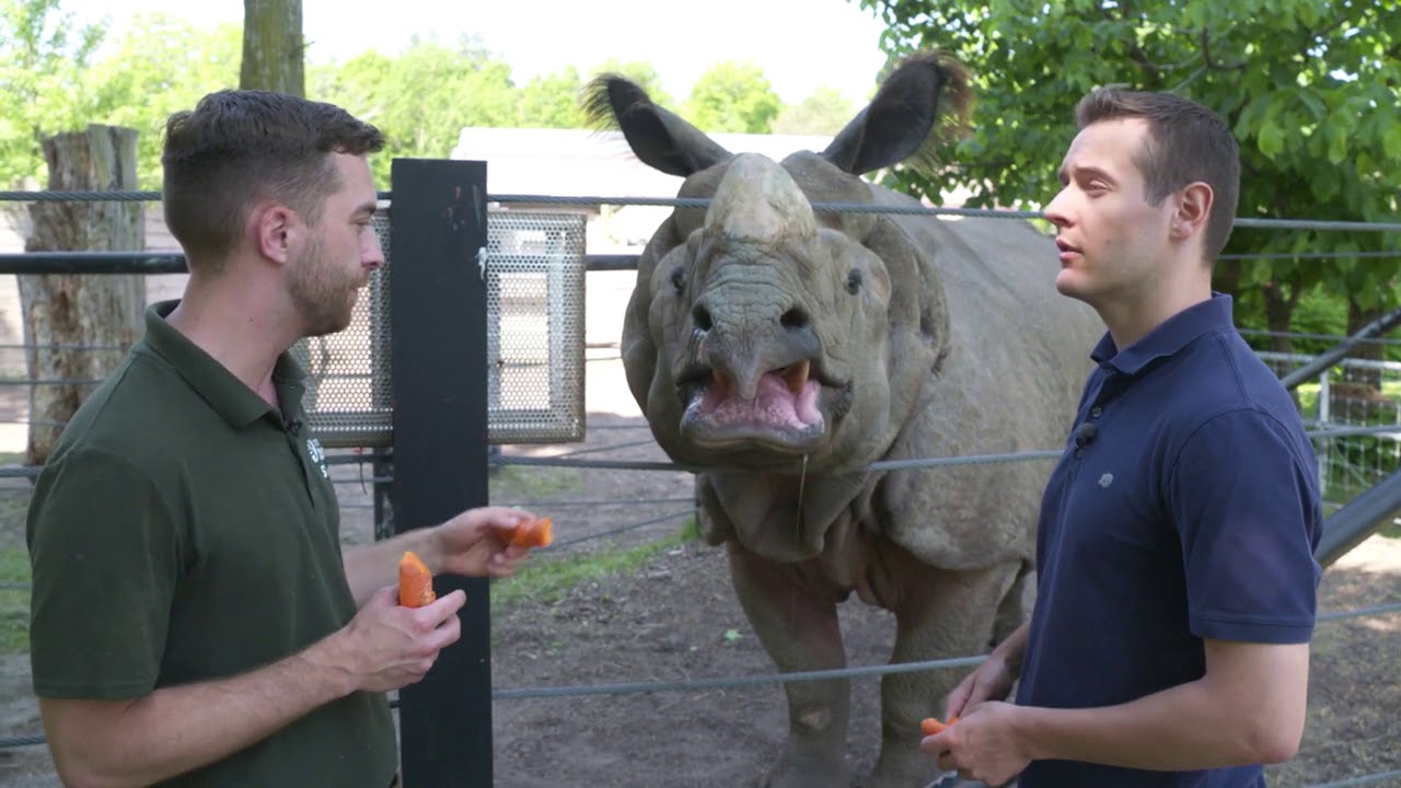 Animal Class: Indian Rhinoceros