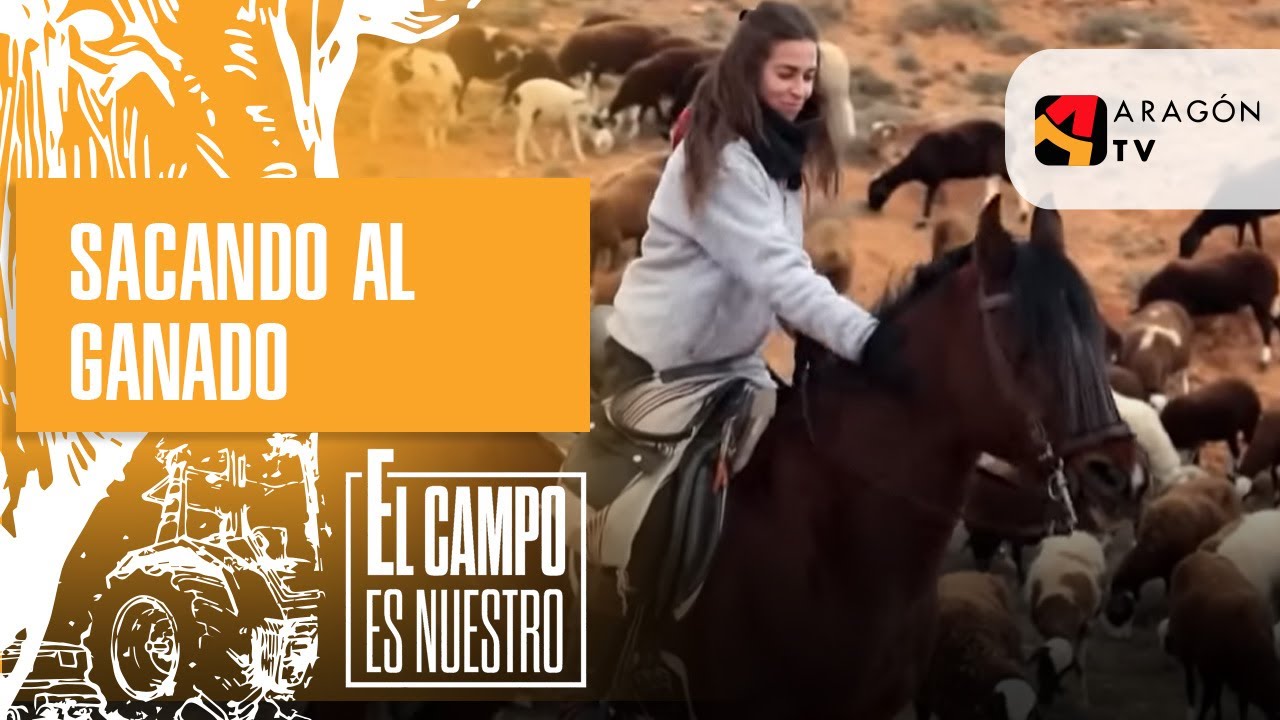 No todas sacan al ganado al pasto de la misma manera