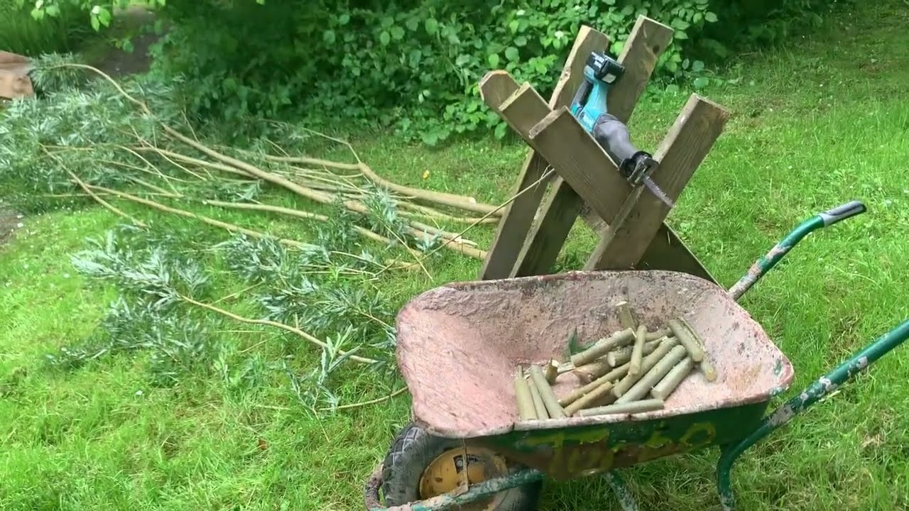 Growing Willow For Firewood - 3 Years In