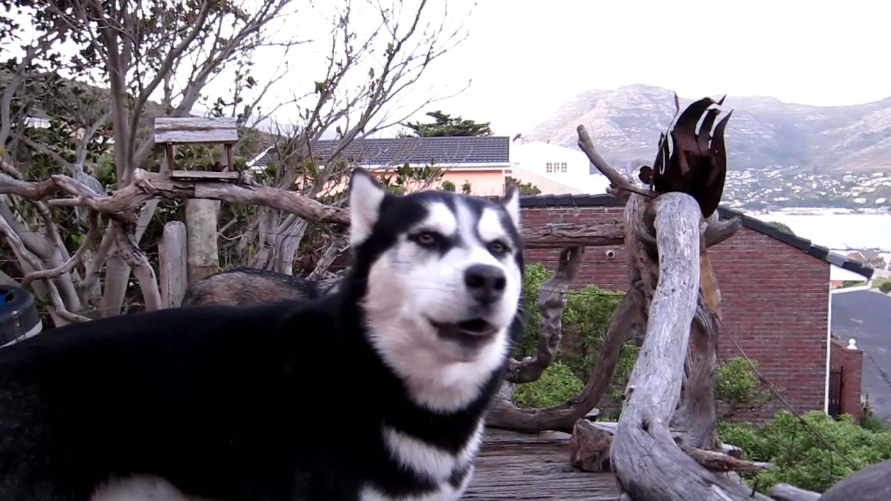 Howling at the Mosque