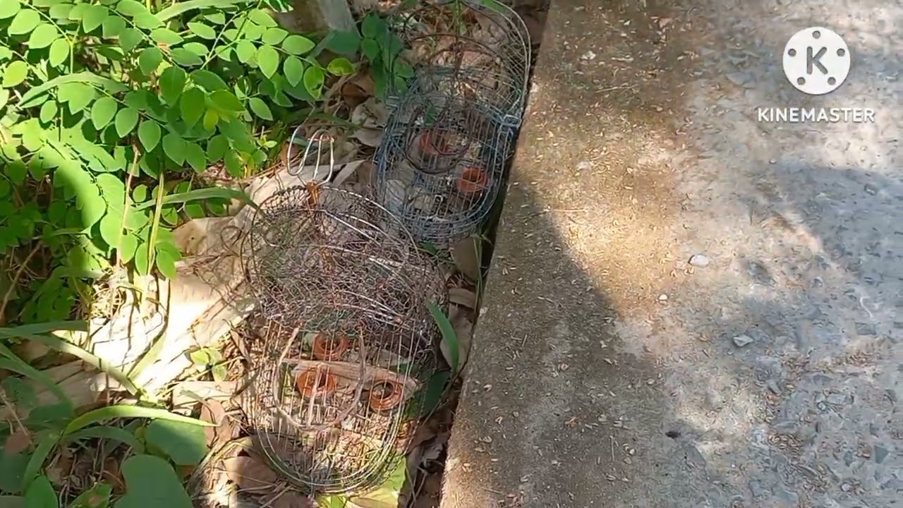 Bẫy Chim Sâu Đầu Đỏ lần Đầu Tiên mới Gặp 2 Bé Chim Rừng Vừa Dữ + Khôn tuyệt đối.