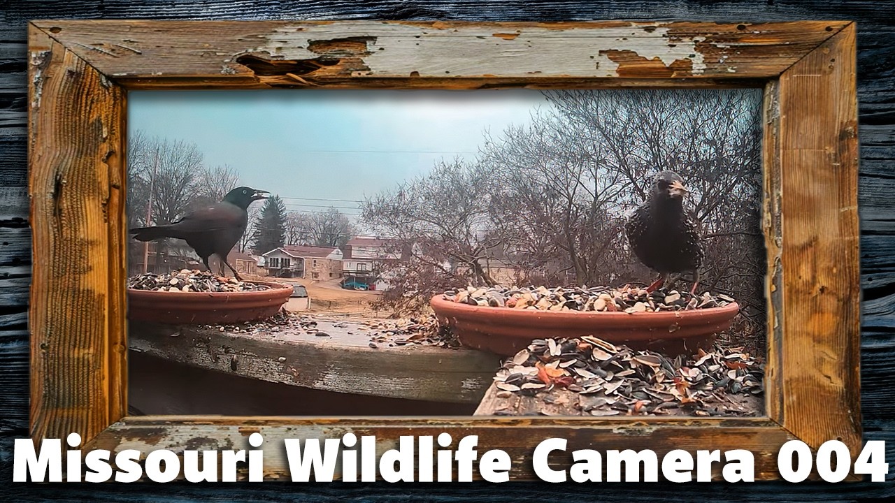 Missouri Wildlife Camera 004