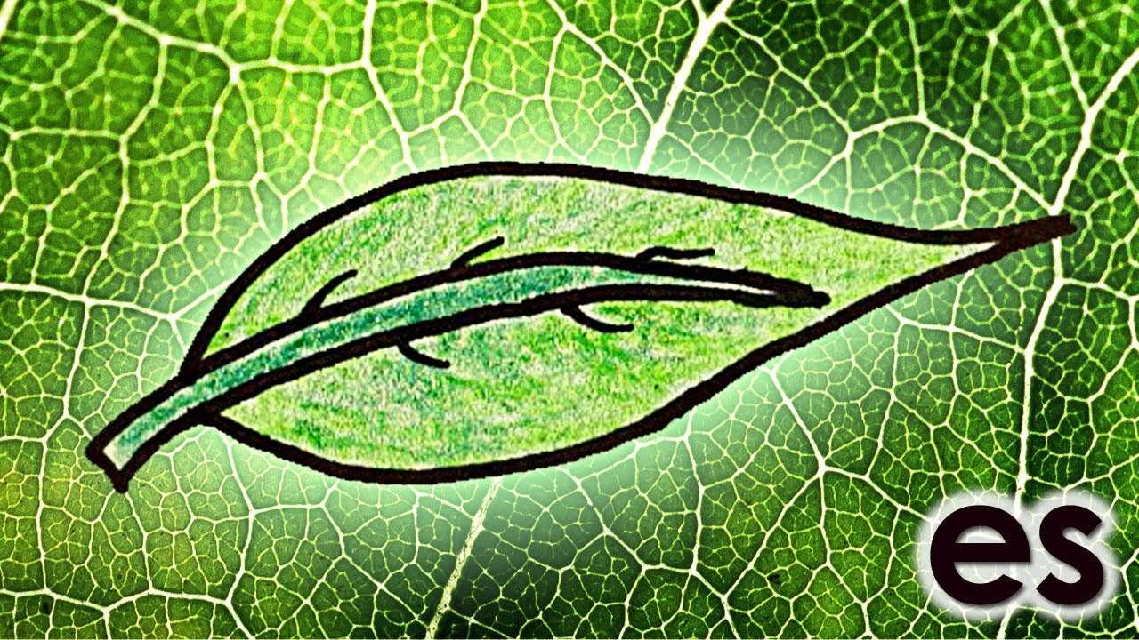 ¿Por qué las hojas son verdes? Parte 1