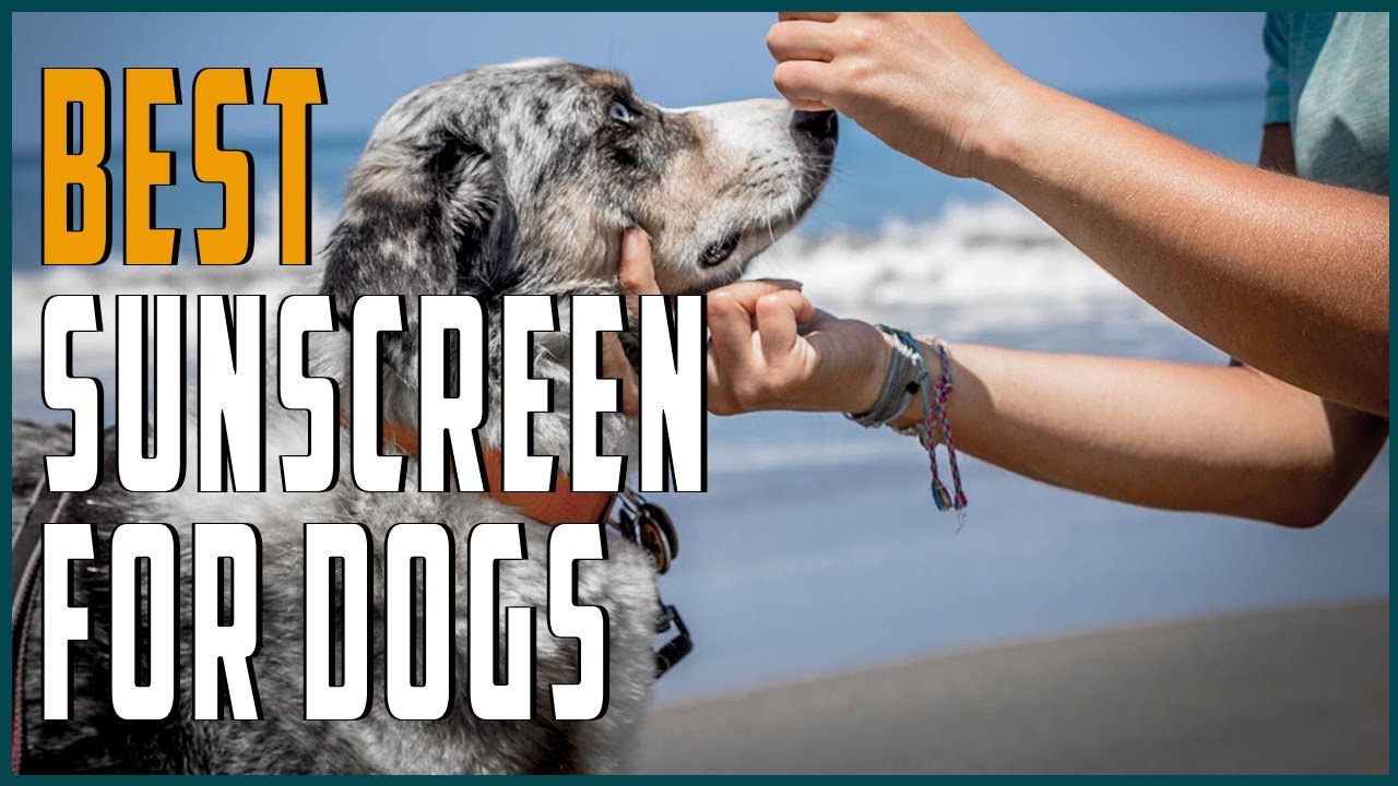 Best Sunscreens for Dogs - Sunscreen and Sun Protection For Dogs