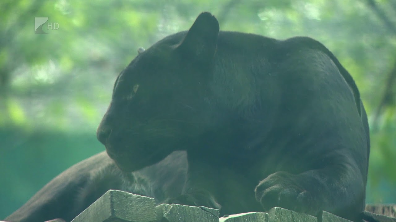 Féléves a jaguár kölyök - Kölcsey Tv