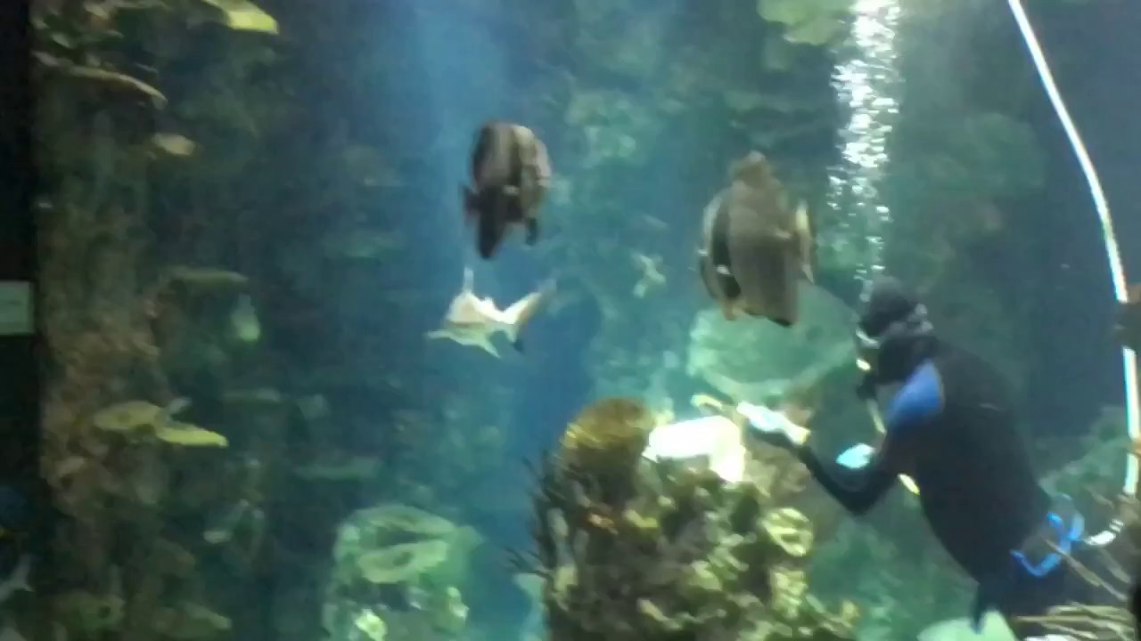 Aquarium In Scientific Center kuwait-Shark tank in kuwait scientific Center