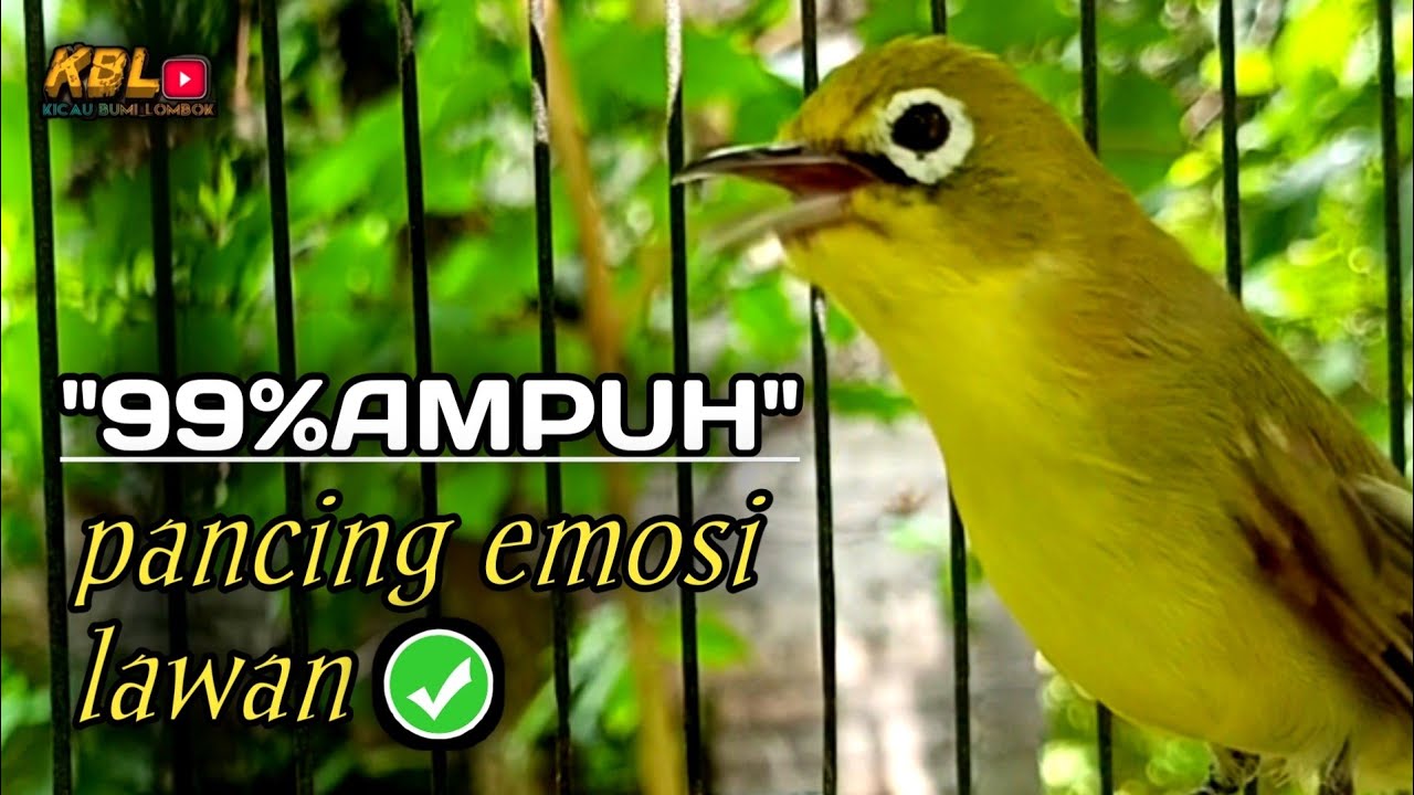CIAK CIAK JOSS KECIAL KUNING AMPUH||PANCINGAN KECIAL MALAS BUNYI||