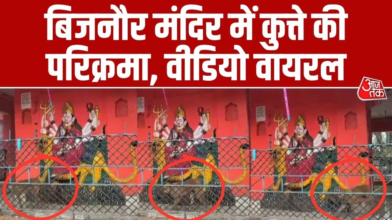 Bijnor: पहले हनुमान जी की मूर्ति की परिक्रमा, अब देवी मां की मूर्ति के चक्कर, कुत्ते की परिक्रमा
