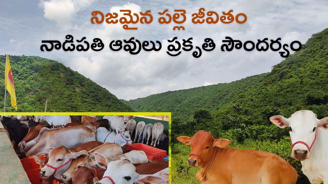 Nadipathi Cows Real Village Life | Mana Nature Vlogs | Andhra Pradesh |
