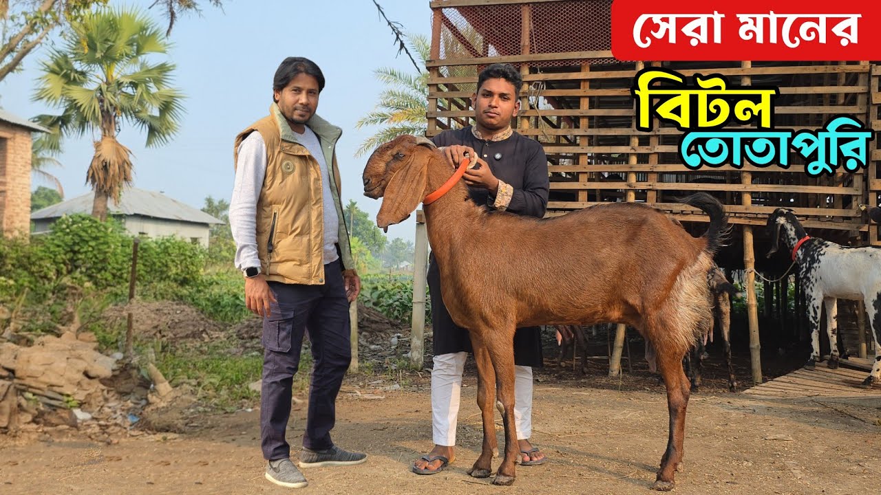 বড় বড় সাইজের বিটল ও তোতাপুরি ছাগল সেই সাথে পাঠা 