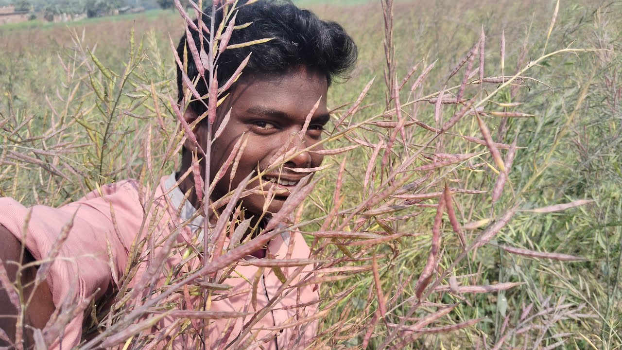 Waw हमारे खेत में सरसों Finally हो गया है 