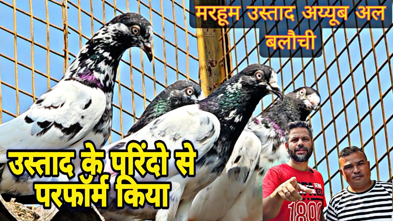 उस्ताद के परिंदो से टूर्नामेंट में परफॉर्म किया । Teddy Pigeons of Rahul Sahay and Anjan Lama