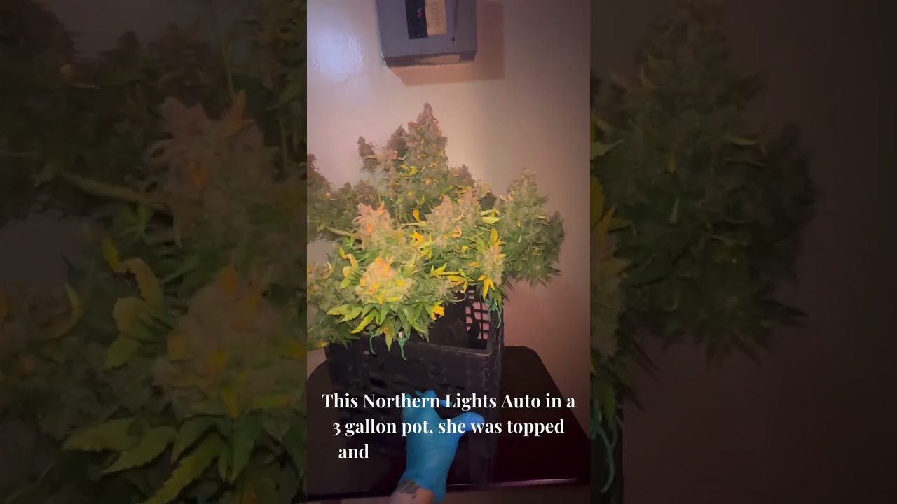 Autoflowers Giant Buds - Harvest Along With Remaining Plant From Grow No.3.