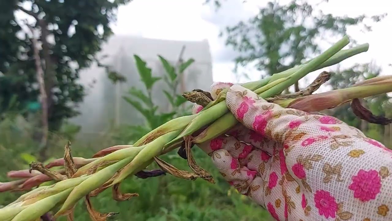 Dlaczego mieczyki należy ciąć po kwitnieniu?