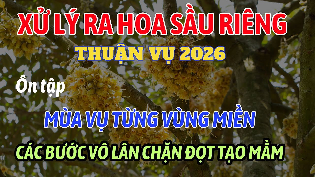 &Ocirc;n tập th&ocirc;ng tin xử l&yacute; ra hoa sầu ri&ecirc;ng thuận vụ | M&ugrave;a vụ - v&ocirc; l&acirc;n - chặn đọt tạo mầm
