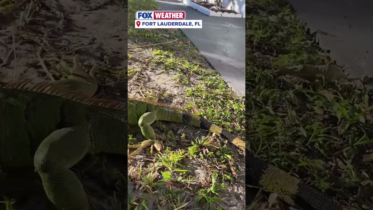 Cold Stunned Iguanas Plunging From Florida Trees As Arctic Air Invades Sunshine State 