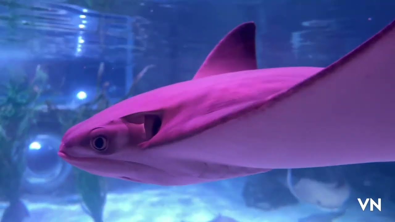 Sea life in the Ocean  समुन्दि्क जीवन् 