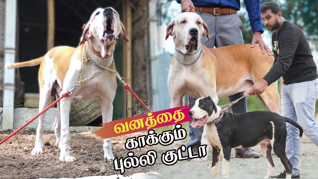 சிறுத்தையை விரட்டுமா புல்லி குட்டா?😱 Bully kutta for sale | bully kutta price tamilnadu