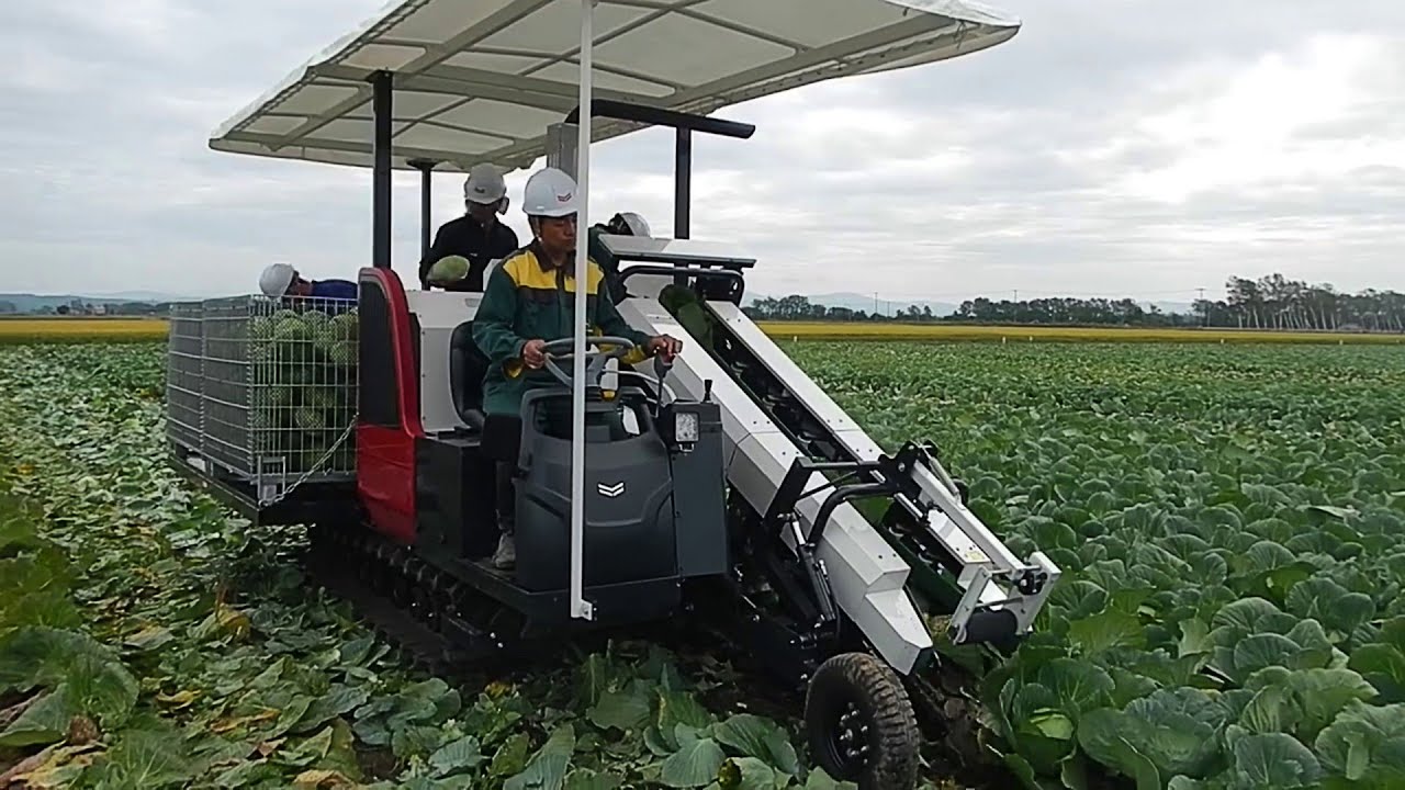 Amazing Japanese Cabbage Farm and Harvesting- Japan Agriculture Technology Money Making