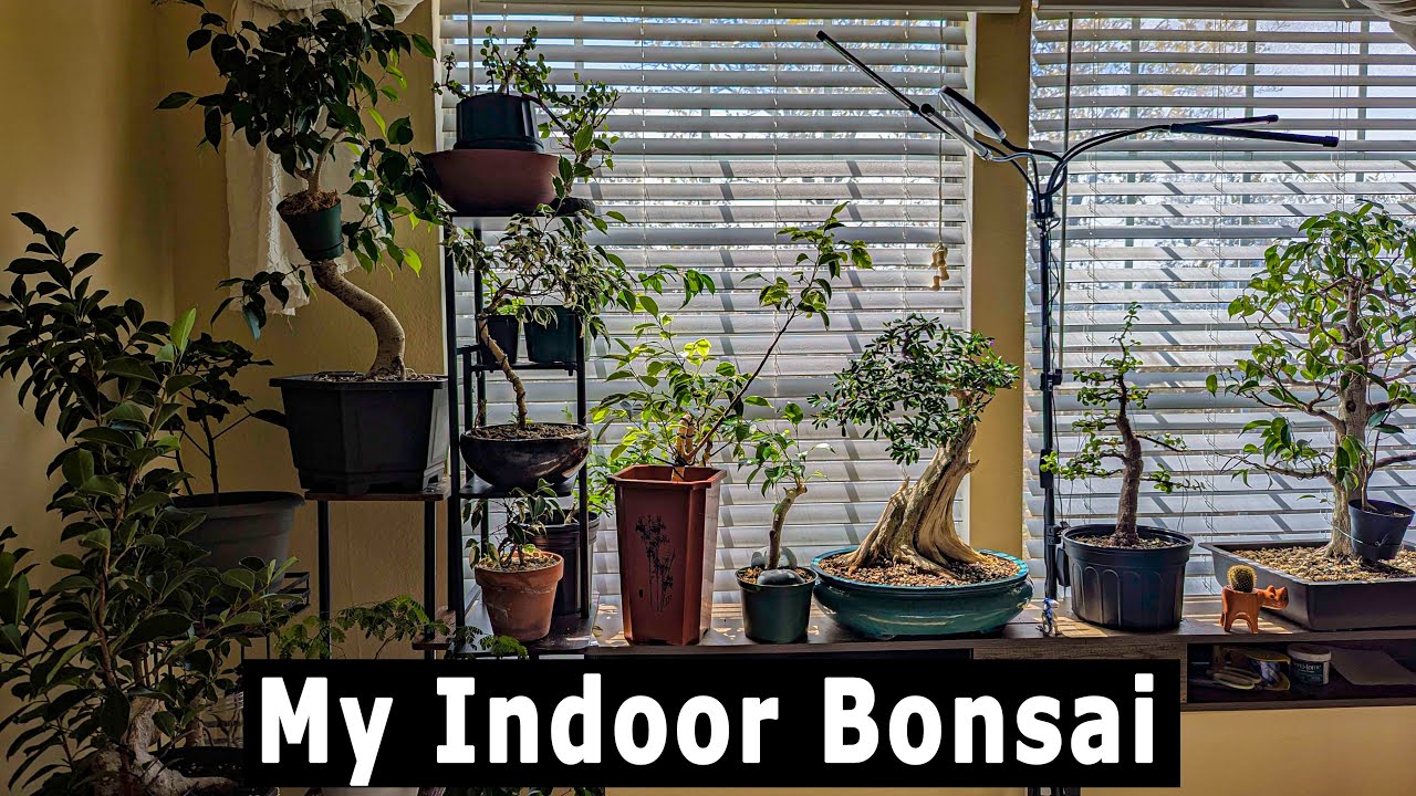 My Indoor bonsai tour and set up,
